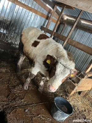 vitel de vanzare - imagine 4