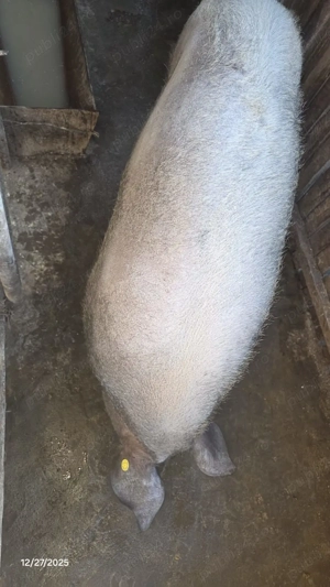 Porc de vânzare   crescut natural, ca pe vremea bunicilor - imagine 5