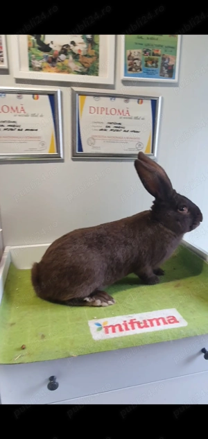 Tineret și maturi fluture german - imagine 5