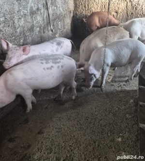 purcei grasuni de vanzare  - imagine 3