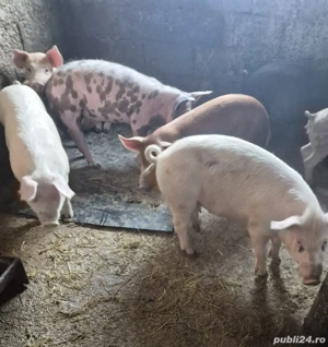 purcei grasuni de vanzare  - imagine 4