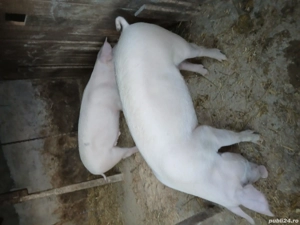 Vand 2 porci rasă de carne 