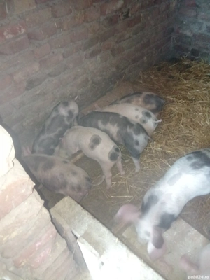 vand purcei  - imagine 4