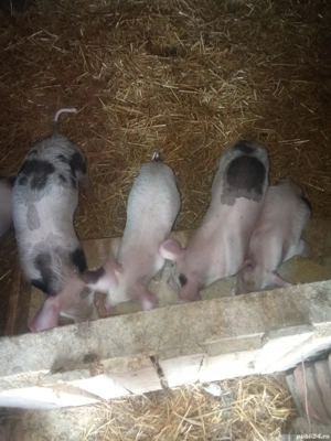 vand purcei  - imagine 3