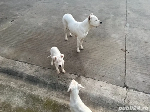 de vanzare Pui Dog argentinian - imagine 2