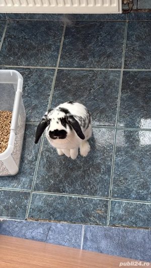 Iepure holland lop  cap de berbec - imagine 3