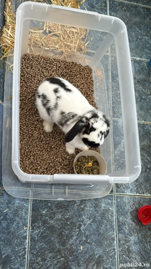 Iepure holland lop  cap de berbec - imagine 4