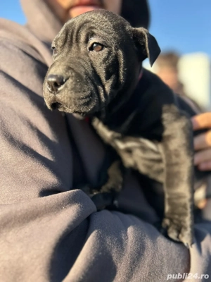 Ultima fetiță Shar Pei de vânzare    - imagine 2