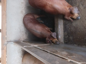 Scrofițe duroc pentru reproducere  - imagine 5