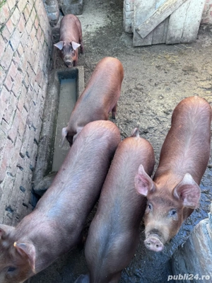 Vand grasuni  - imagine 2