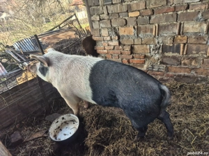 Vand (s)purcea 1 an si 3 luni, cca. 200 kg  - imagine 2