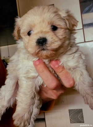 Fetita Maltipoo superba