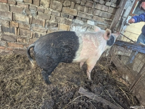 Vand (s)purcea 1 an si 3 luni, cca. 200 kg 