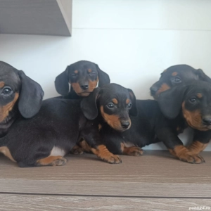 vand catei teckel - imagine 2