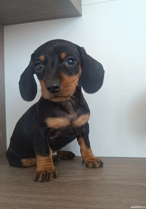 vand catei teckel - imagine 3