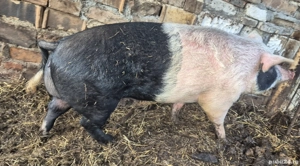 Vand (s)purcea 1 an si 3 luni, cca. 200 kg  - imagine 3