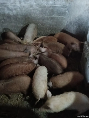 Vand porcii rase mangalița,duroc,landras,marele alb de 5,7,9 luni,! - imagine 4
