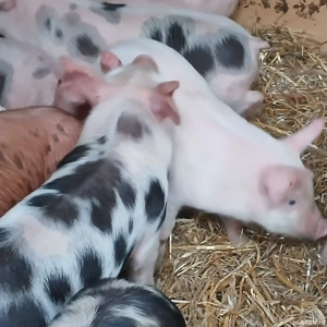 purcei 210 lei - imagine 5