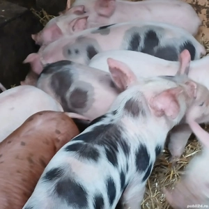 purcei 210 lei - imagine 3