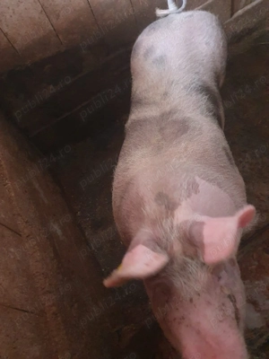 Vând porc 130 kg - imagine 3