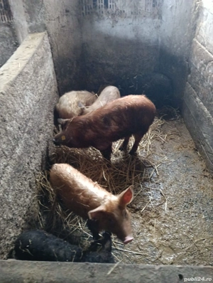 Vand porcii rase mangalița,duroc,landras,marele alb de 5,7,9 luni,! - imagine 5