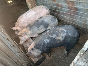 vand purcei de casa  - imagine 3