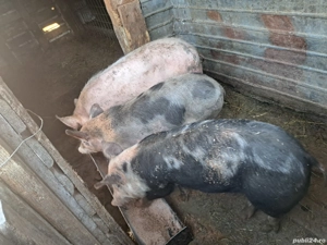 vand purcei de casa  - imagine 4