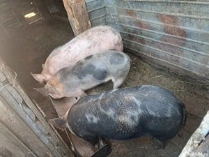 vand purcei de casa  - imagine 2