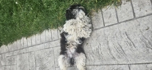 Bichon Havanez mascul 9 luni