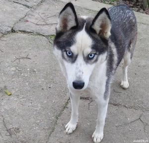 Donez Hasky - imagine 2