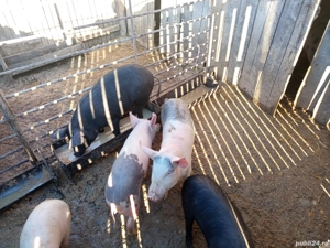 vand purcei - imagine 5