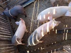 vand purcei - imagine 3