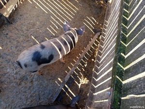 vand purcei - imagine 4