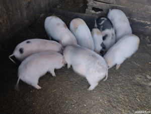 Purceii de vânzare în satul Rași! - imagine 3