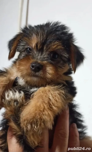 Yorkshire Terrier cu pedigree 