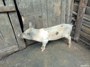 porc. vinzare - imagine 4