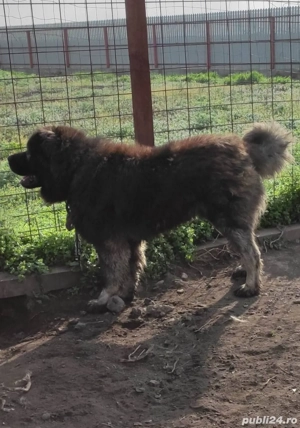 Ciobanesc caucazian de pază  - imagine 4