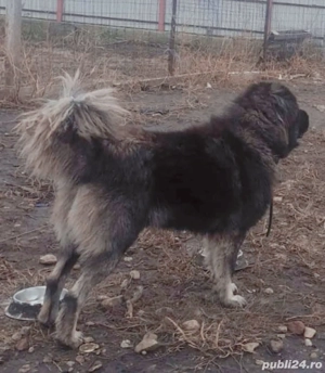 Ciobanesc caucazian de pază  - imagine 2