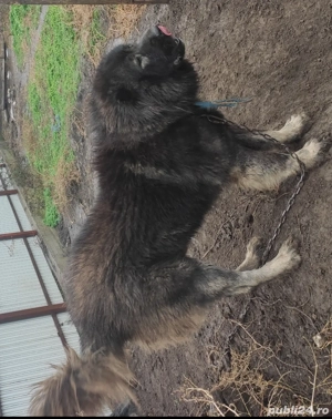 Ciobanesc caucazian de pază  - imagine 3