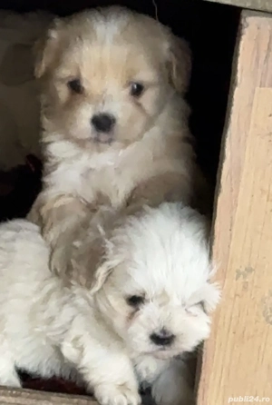 Vand 3 fetite bichon  - imagine 4