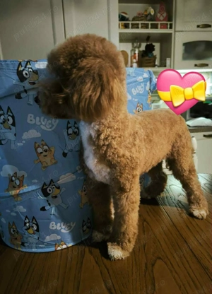 Puii  Pudel Roscat   poodle   caniche   maltipoo - imagine 5