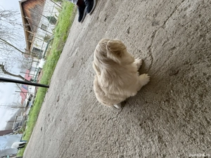 Vand 3 fetite bichon 