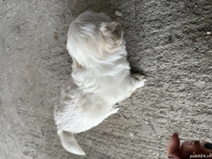 Vand 3 fetite bichon  - imagine 2