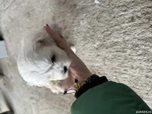 Vand 3 fetite bichon  - imagine 3