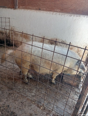 Două scroafe gestante și un vier Mangalița de reproducție  - imagine 2