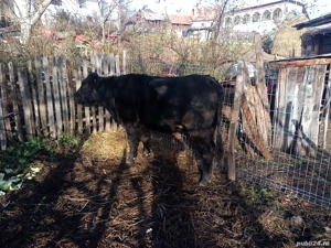 Vindem junice rasa Angus  - imagine 3