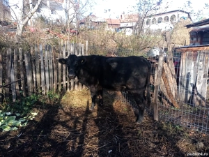 Vindem junice rasa Angus  - imagine 2