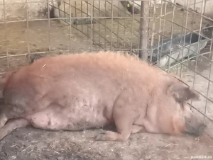 Două scroafe gestante și un vier Mangalița de reproducție  - imagine 3