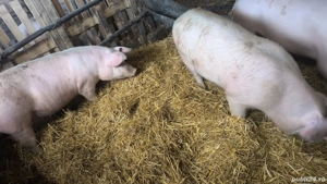 Vand suldei. - imagine 2