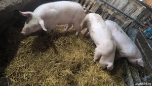 Vand suldei. - imagine 3